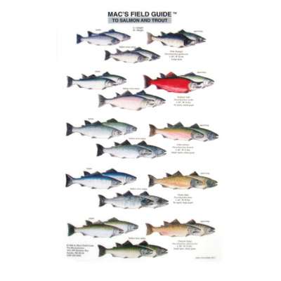 Fish & Sealife Identification Guides :Salmon and Trout of North America  (Laminated 2-Sided Card)