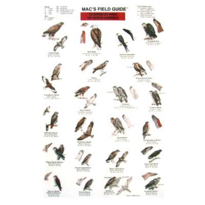 Birds of Prey of North America  (Laminated 2-Sided Card)