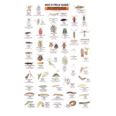 Northwest Garden Bugs  (Laminated 2-Sided Card)