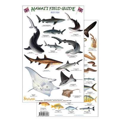 Aquarium Gifts and Books :Hawaii Reef Fish Field Guide #2 (Laminated 2-Sided Card)