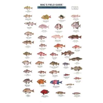 Aquarium Gifts and Books :California Coastal Fishes  (Laminated 2-Sided Card)