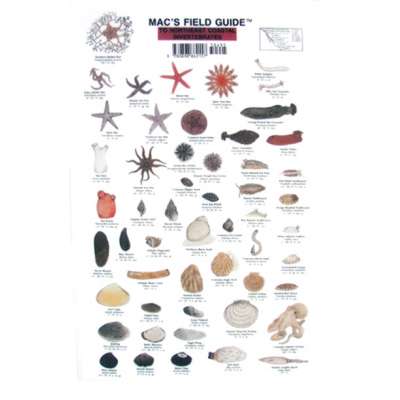 Northeast Coastal Invertebrates  (Laminated 2-Sided Card)