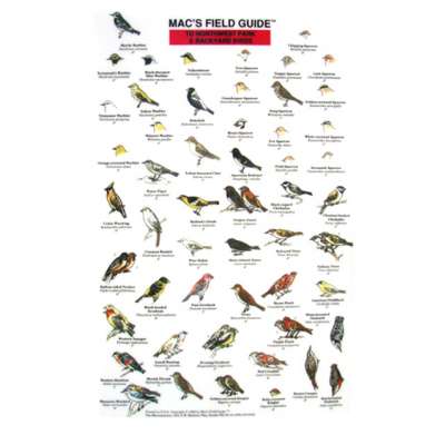 Pacific Coast / Pacific Northwest Field Guides :Northwest Park and Backyard Birds  (Laminated 2-Sided Card)
