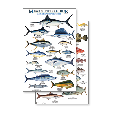 Fish & Sealife Identification Guides :Mexico: Caribbean Sport Fish (Laminated 2-Sided Card)