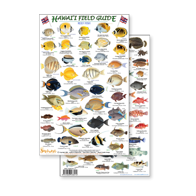 Fish & Sealife Identification Guides :Hawaii Reef Fish #2 (Laminated 2-Sided Card)