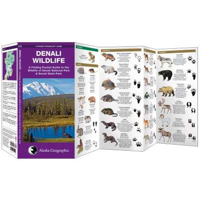 Denali Wildlife