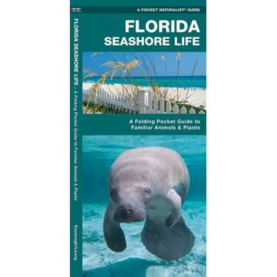Florida Seashore Life