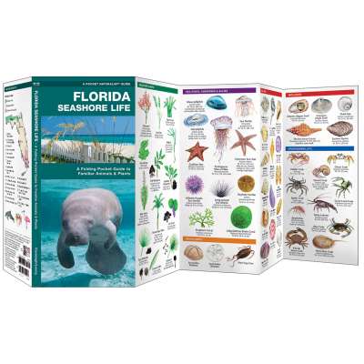 Florida Seashore Life