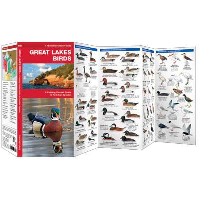 Great Lakes Birds (Folding Pocket Guide)