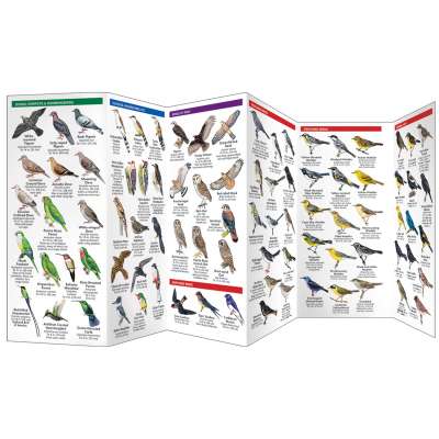 Caribbean Birds