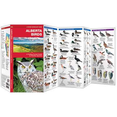 Birding :Alberta Birds