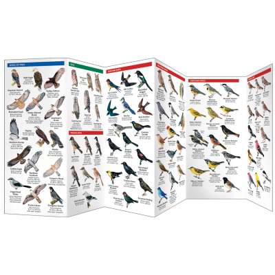 Birding :Alberta Birds
