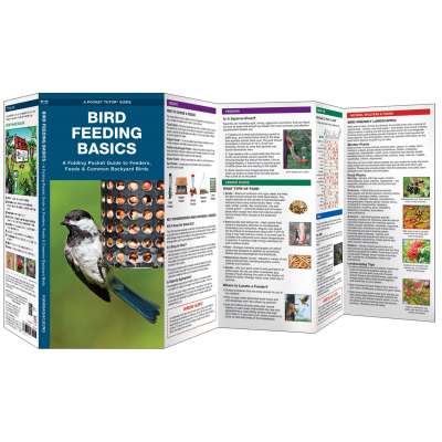 Bird Feeding Basics
