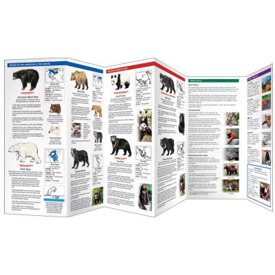Other Field Guides :The World of Bears