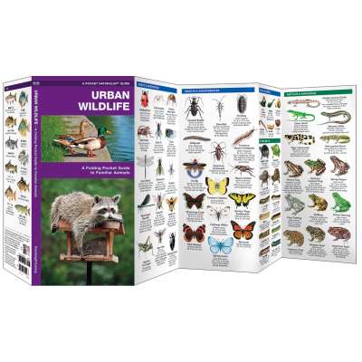 Other Field Guides :Urban Wildlife