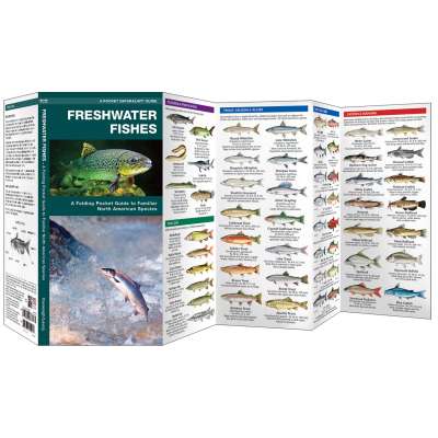 Freshwater Fishes