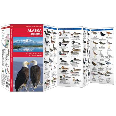 Alaska Birds