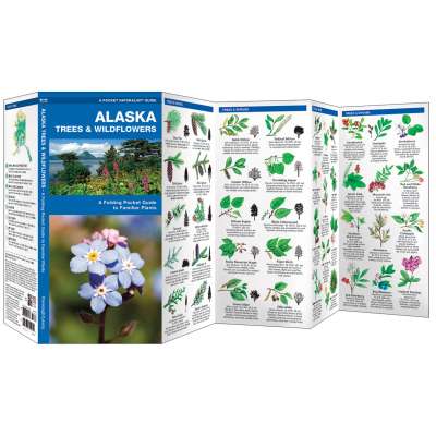Alaska :Alaska Trees & Wildflowers