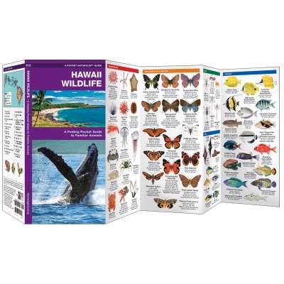 Mammal Identification Guides :Hawaii Wildlife