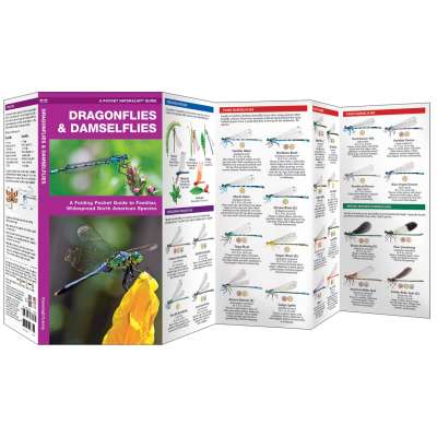 Insect Identification Guides :Dragonflies & Damselflies
