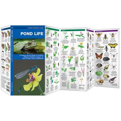 Fish & Sealife Identification Guides :Pond Life