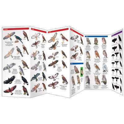 Bird Identification Guides :Birds of Prey