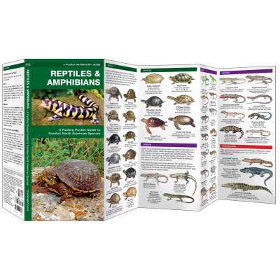 Reptiles & Amphibians