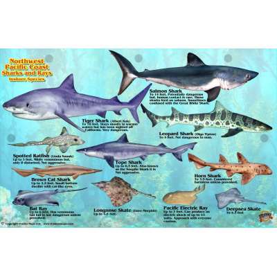 Northwest Pacific Coast Sharks & Rays