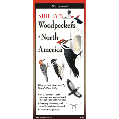 Bird Identification Guides :Sibley's Woodpeckers of North America