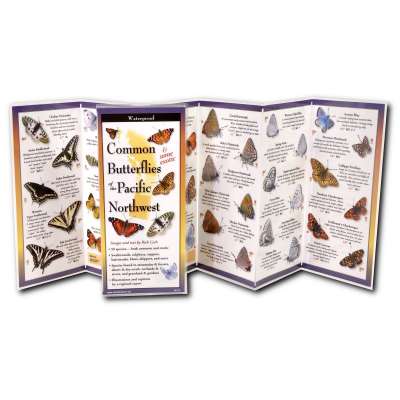 Insect Identification Guides :Common Butterflies of the Pacific Northwest