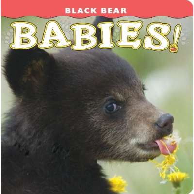 Baby Animals :Black Bear Babies!