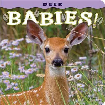 Baby Animals :Deer Babies!