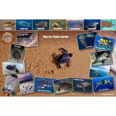 Sea Turtle Life Cycle LAMINATED CARD