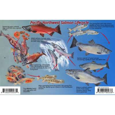 Fish & Sealife Identification Guides :Pacific Northwest Salmon Lifecycle & Identification LAMINATED CARD