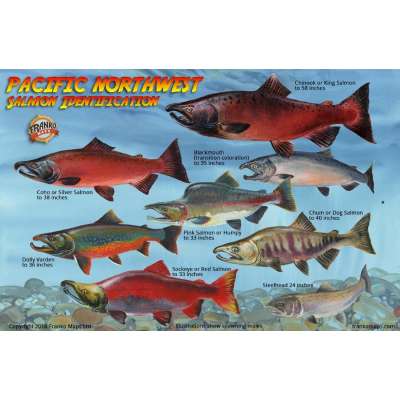 Fish & Sealife Identification Guides :Pacific Northwest Salmon Lifecycle & Identification LAMINATED CARD