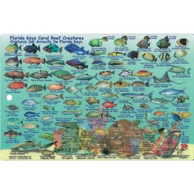 Fish & Sealife Identification Guides :Turks & Caicos Dive Map & Reef Creatures Guide LAMINATED CARD