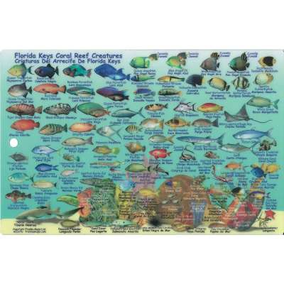 Turks & Caicos Dive Map & Reef Creatures Guide LAMINATED CARD