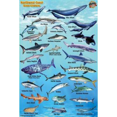 Pacific Northwest Ocean & Kelp Creatures Guide LAMINATED CARD