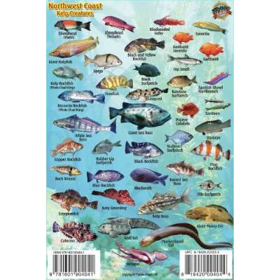 Pacific Northwest Ocean & Kelp Creatures Guide LAMINATED CARD