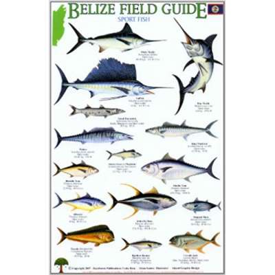 Belize Field Guide: Sport Fish