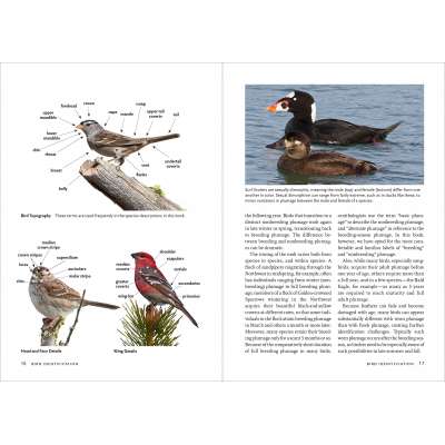 Birding :Birds of the Pacific Northwest