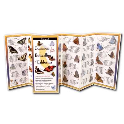 Common Butterflies of California