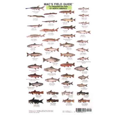 Mac's Field Guides: North American Freshwater Fish