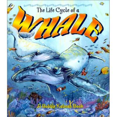 The Life Cycle of a Whale