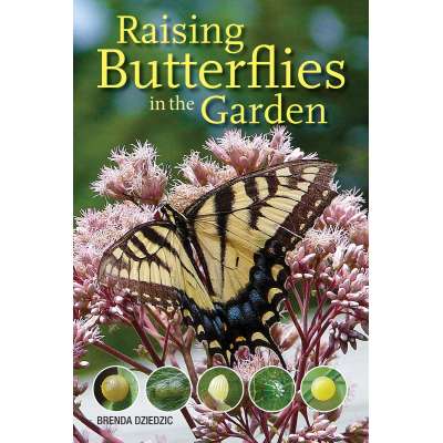 Raising Butterflies in the Garden