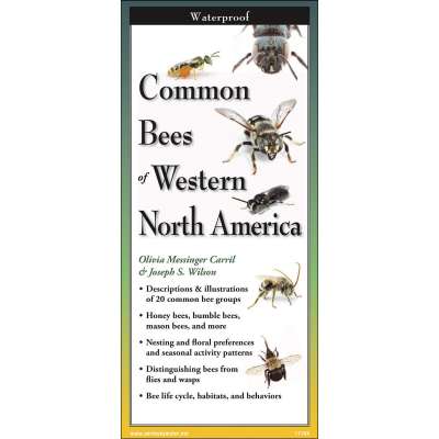 Common Bees of Western North America