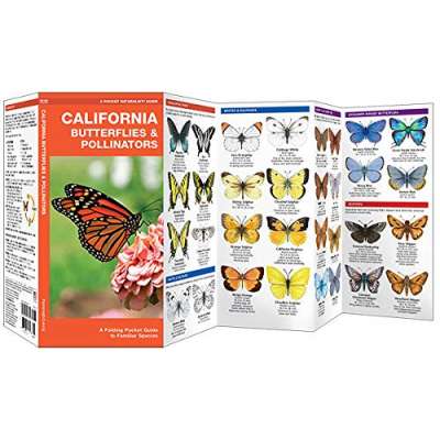 California Butterflies & Pollinators: A Folding Pocket Guide to Familiar Species