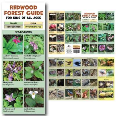 California :Redwood Forest Guide