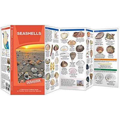 Beachcombing & Seashore Field Guides :Seashells: A Waterproof Folding Guide to Familiar North American Species