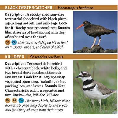 Children's Books about Birds :Pacific Northwest Birds: Lowlands & Coast: A Pocket Reference
